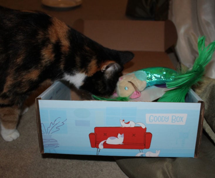 Chewy Goody Box Cat October 2017 Limited Edition Box
