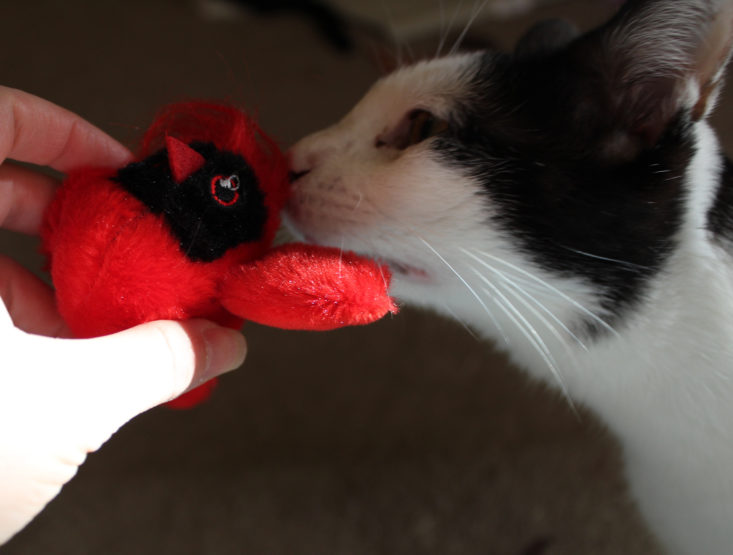 Black and white cat playing with red and black cardinal toy