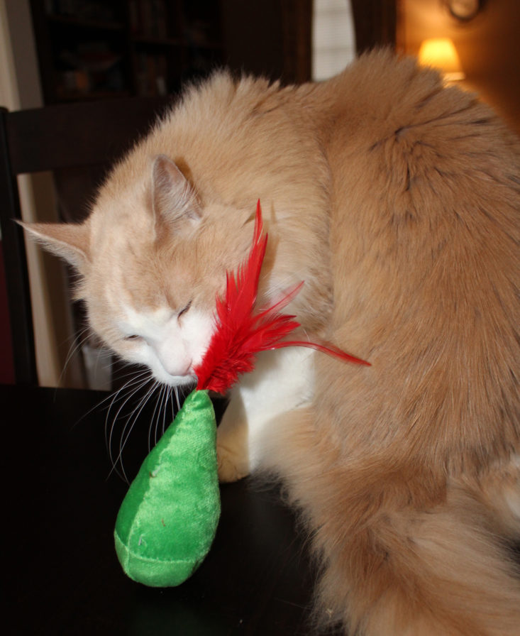tan and white cat playing with feather toy