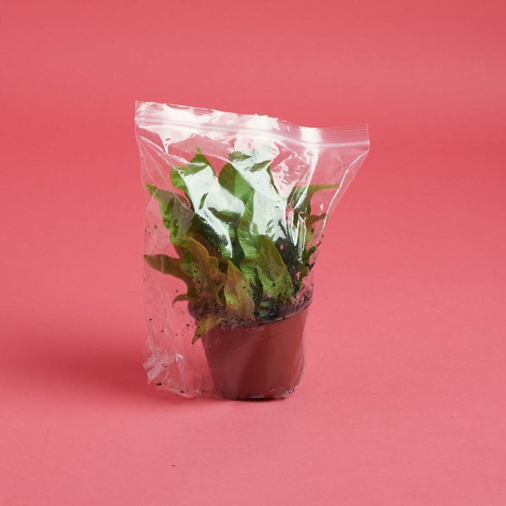 the plant in a plastic bag