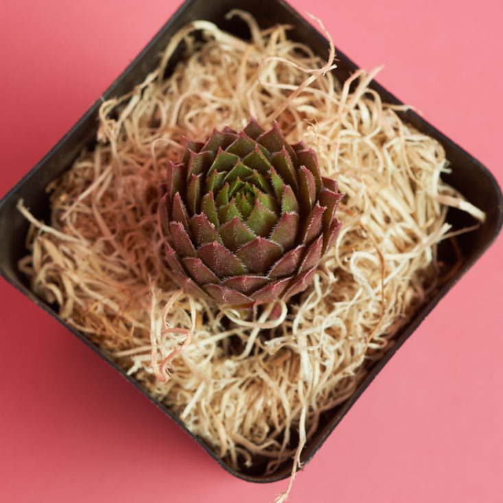 small pointy succulent from above