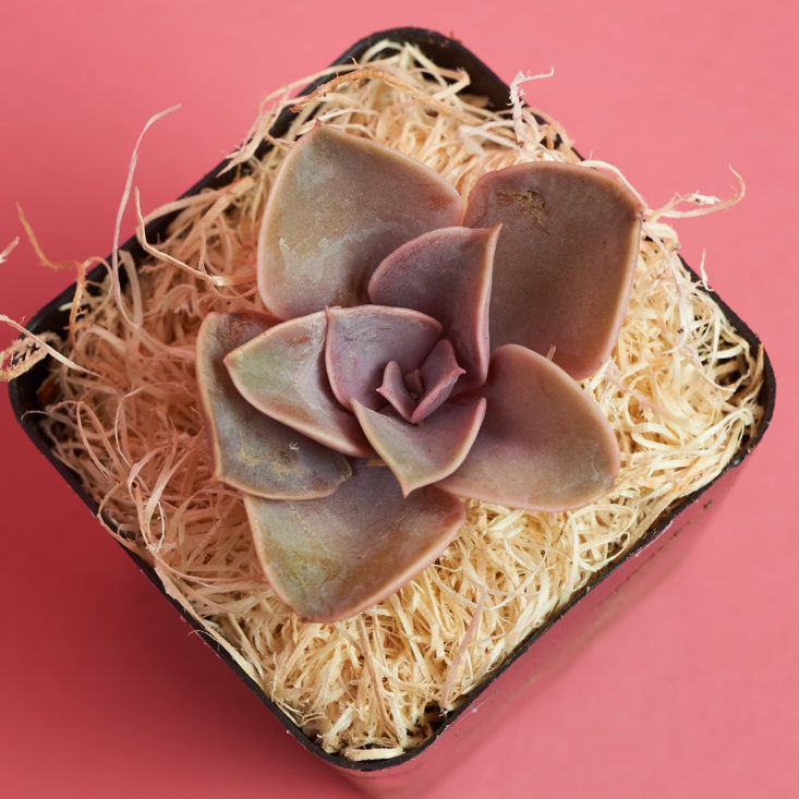 small succulent plant from above