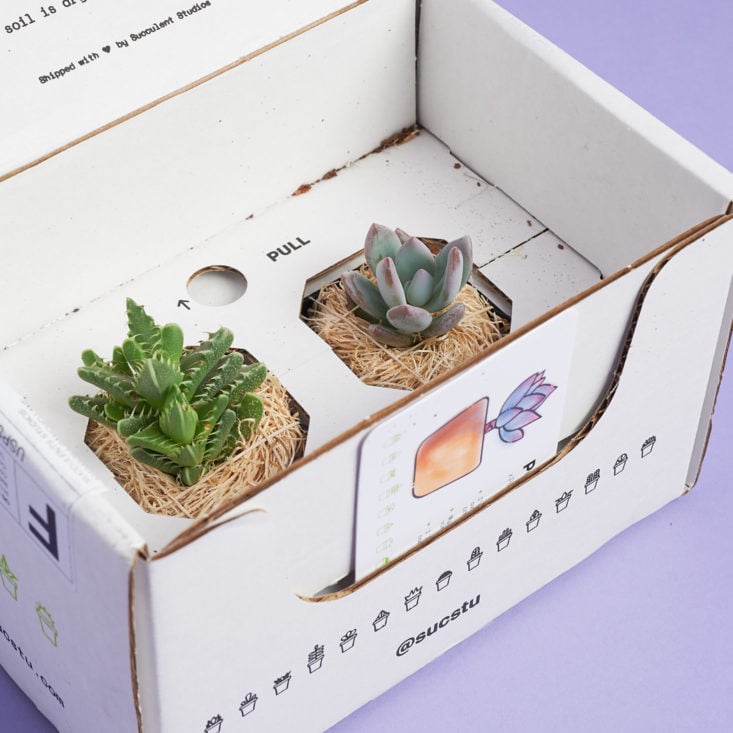 succulent studios unboxing experience