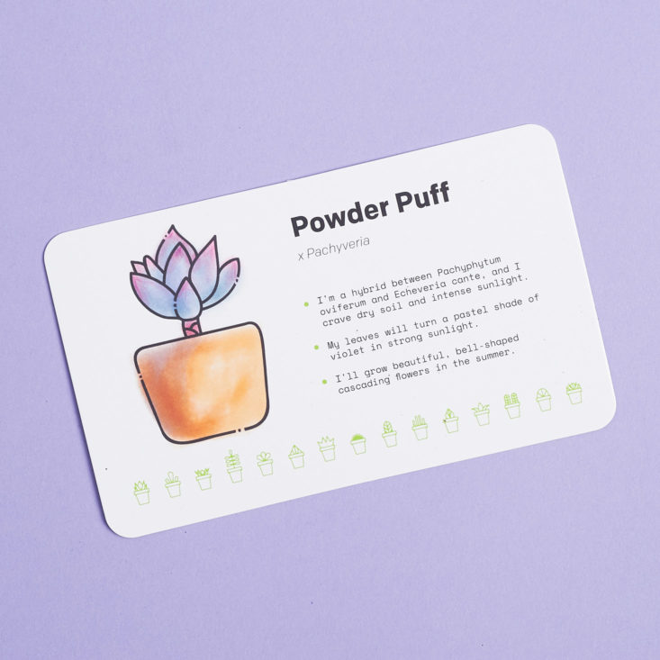 powder puff succulent plant info card