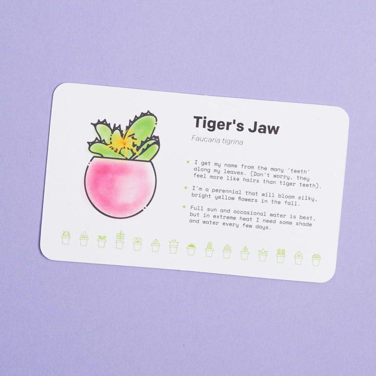 tigers jaw succulent plant info card