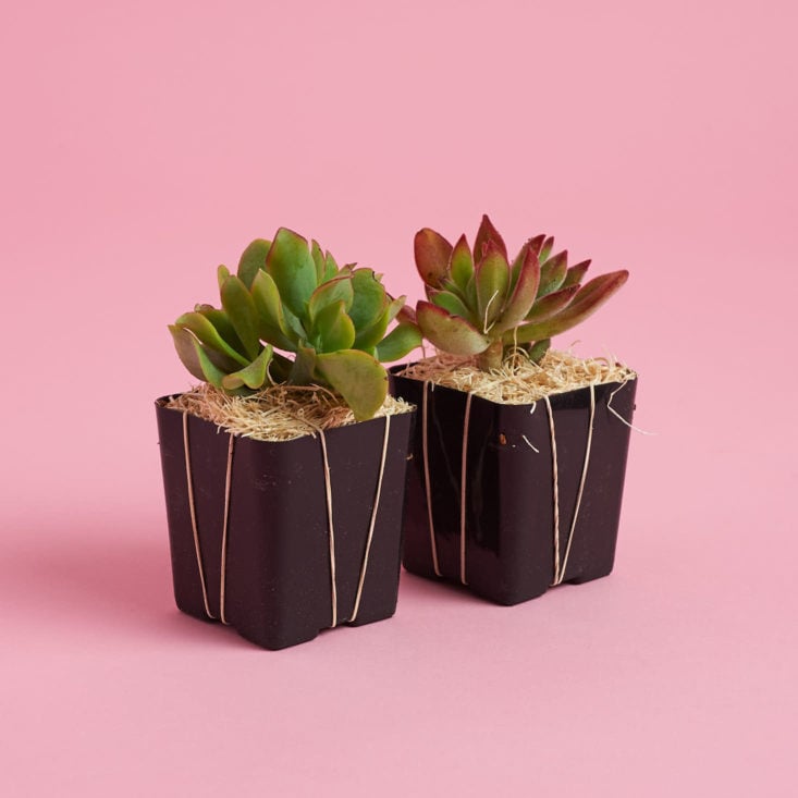 succulent studios plant