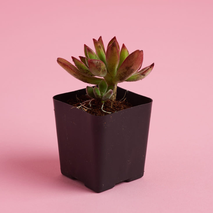 small succulent plant from side