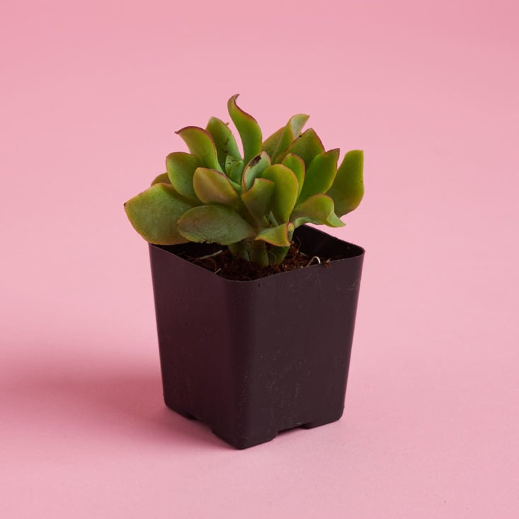 small succulent plant with wide leaves