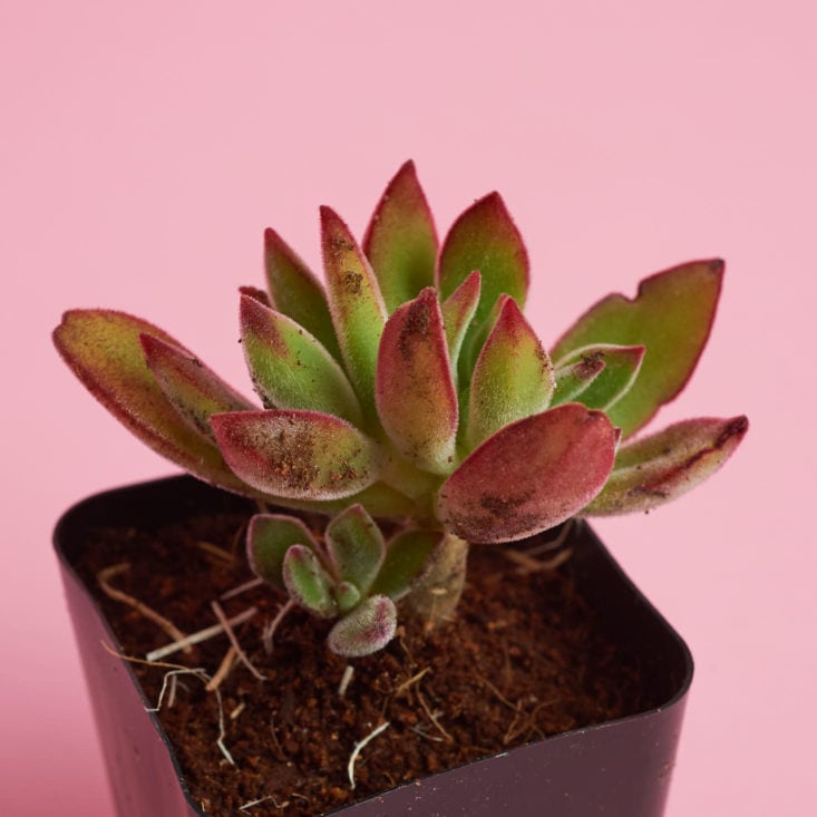 small succulent plant from above