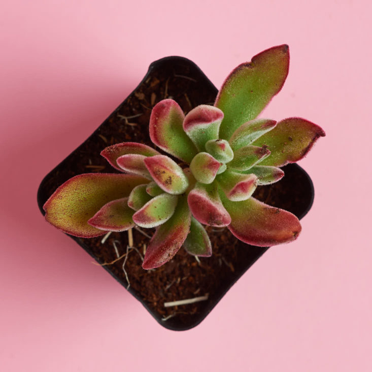 small succulent plant with red tipped leaves