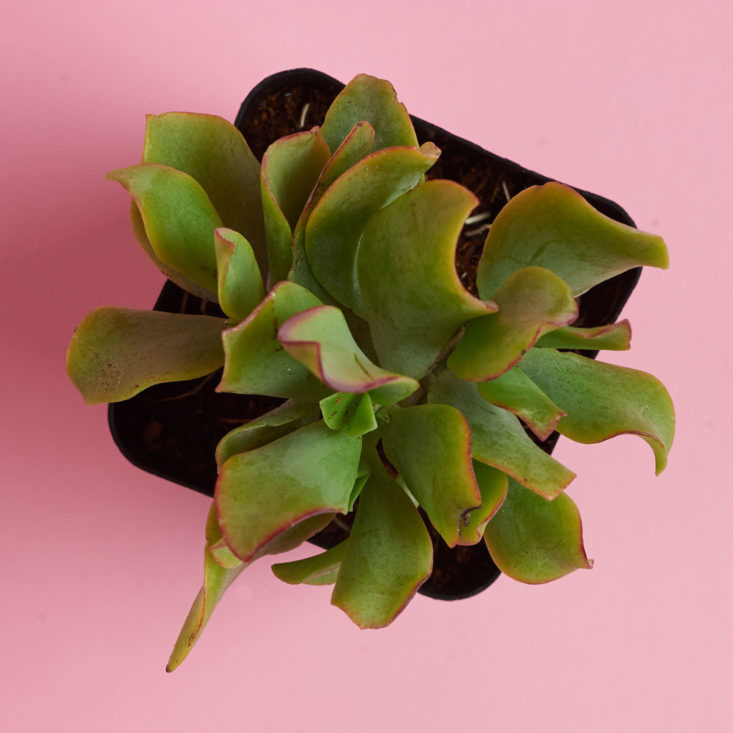 small leafy succulent plant from above