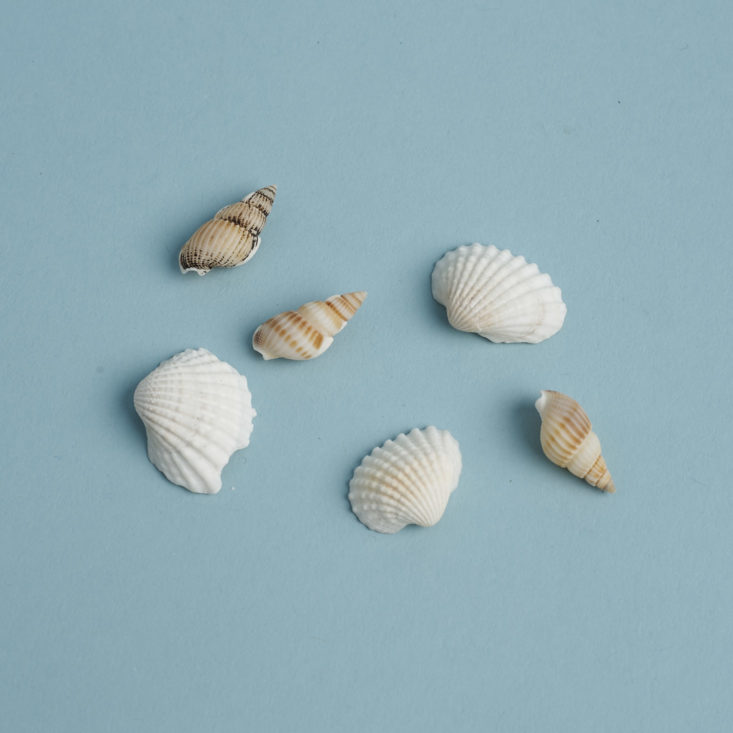 shells for Marimo Aqua Terrarium