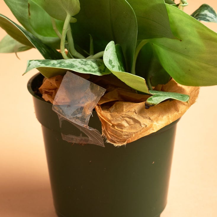securely packaged plant