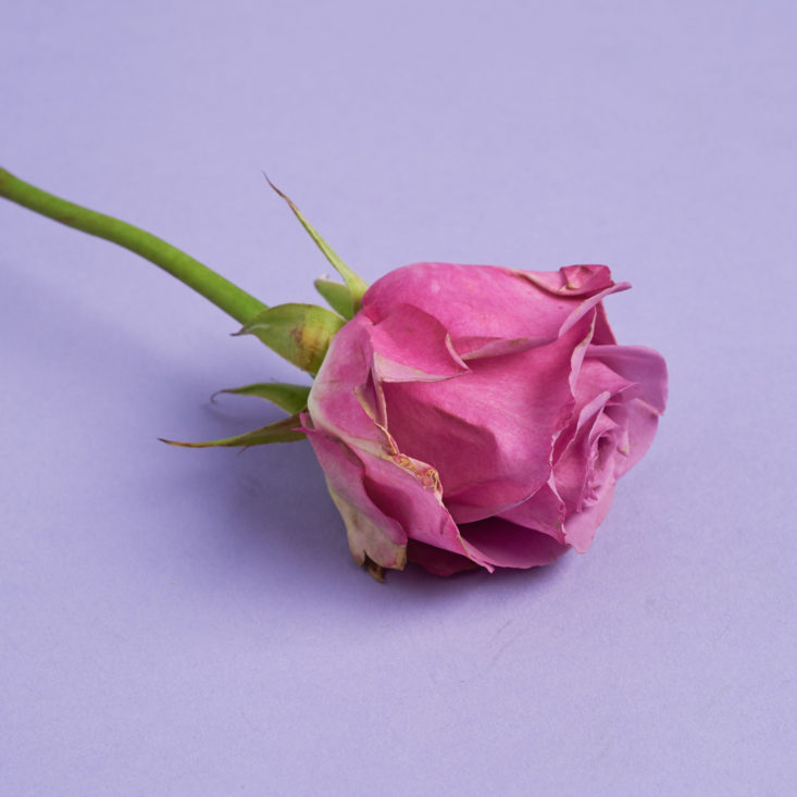 Single Rose with Guard Petals