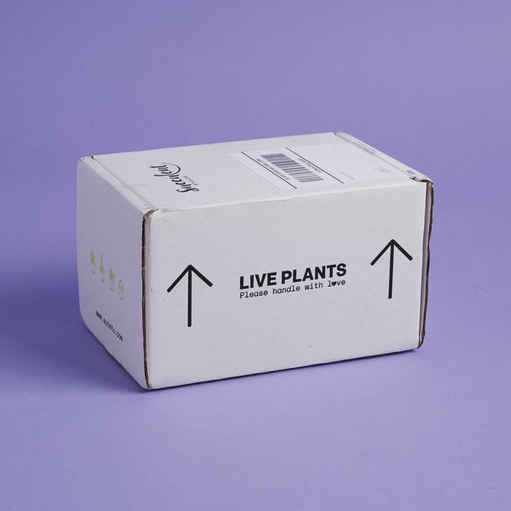 succulent studios box