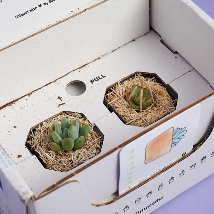 succulent studios how plants are packaged