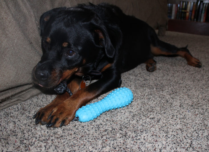 Vet Pet Box Dog June 2018 Nyx 3