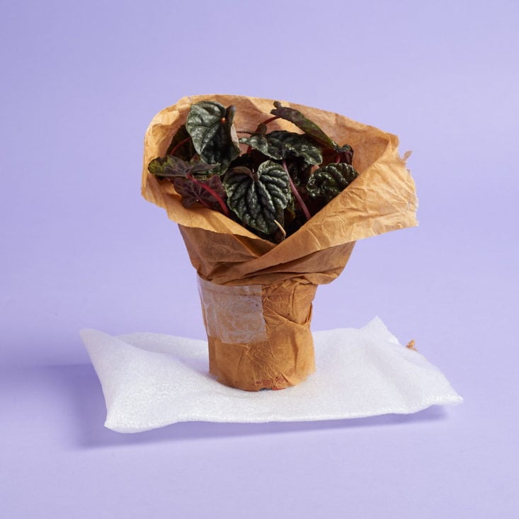 Plant wrapped in moistened paper