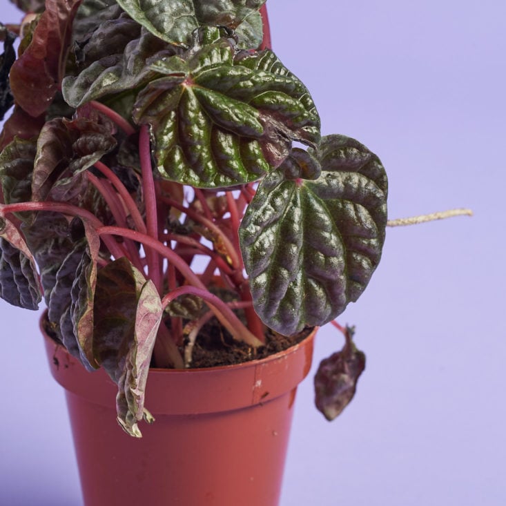 Detail of peperomia after shipping