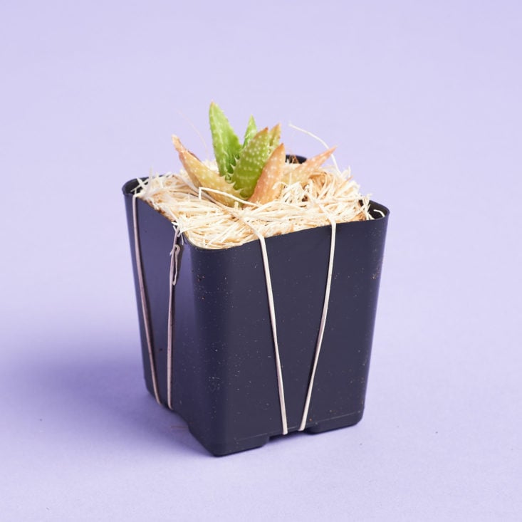 succulent studios aloe packaged in hay