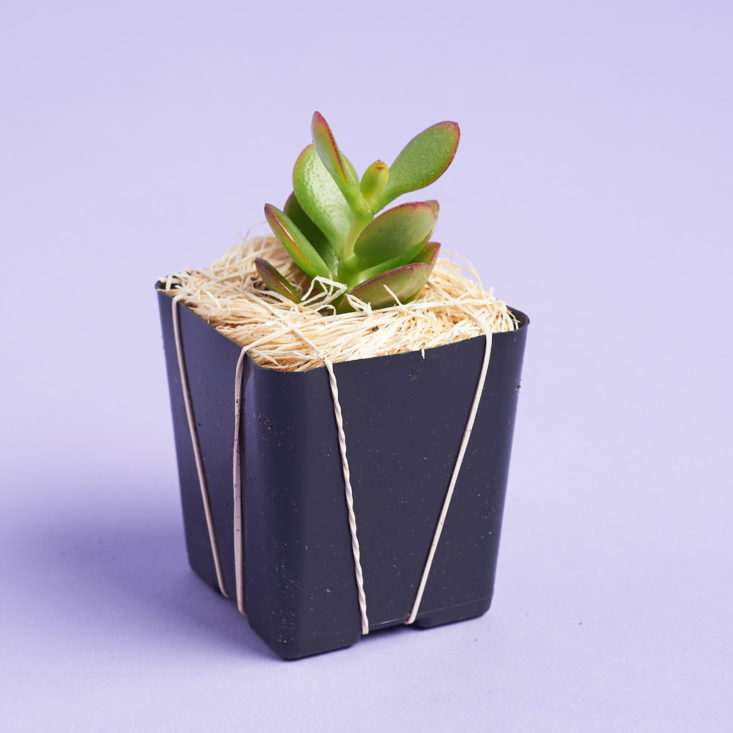 succulent studios plant packaged in hay