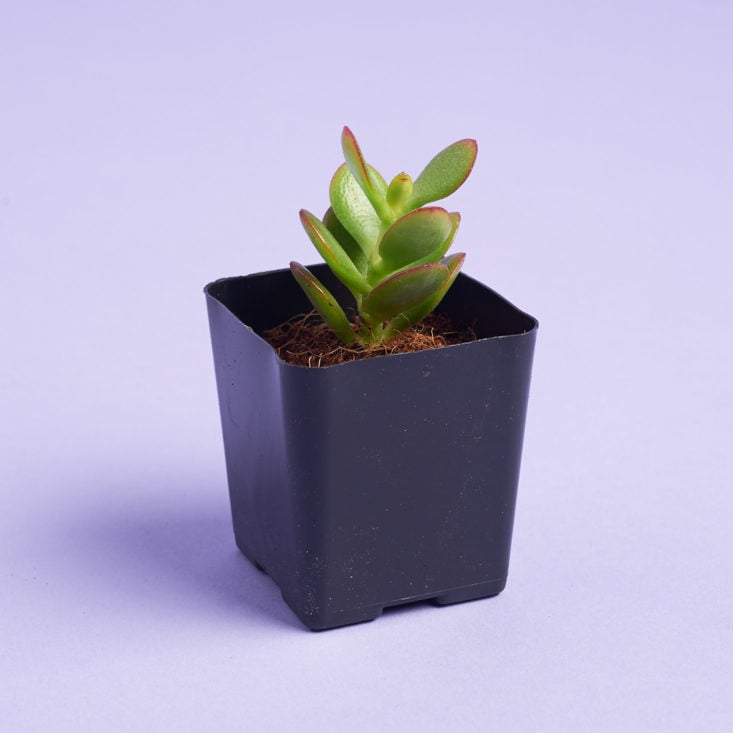 succulent studios plant with rounded leaves