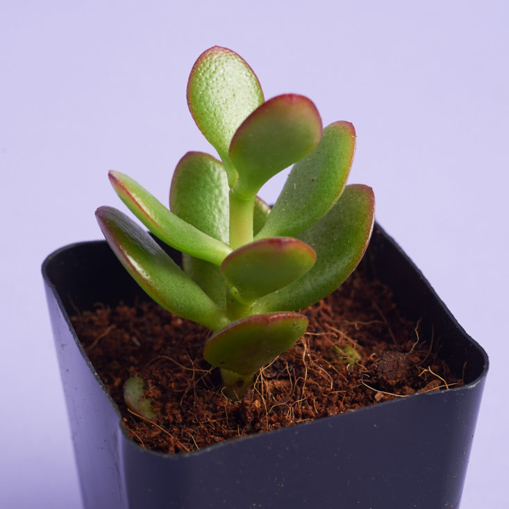 succulent studios rounded leafy plant