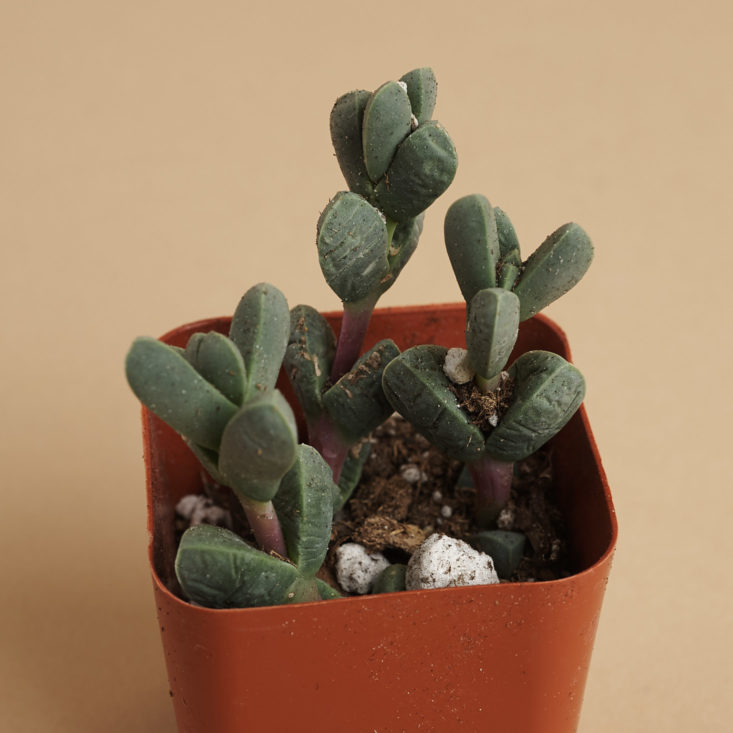 succulents box small green plant