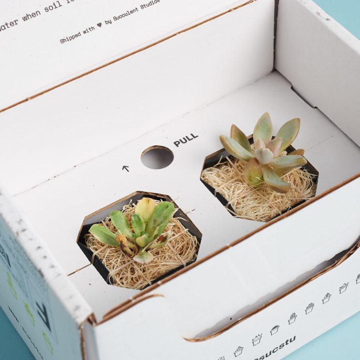 succulent studio how plants are packaged