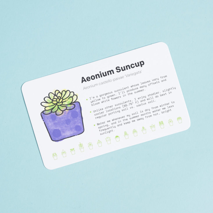 succulent studio plant info card