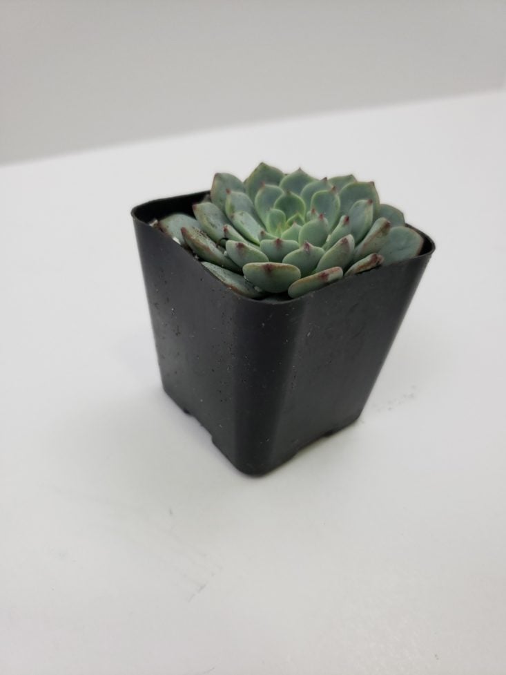 Succulents Box Review October 2018 - Silvery Blue Leaves Front