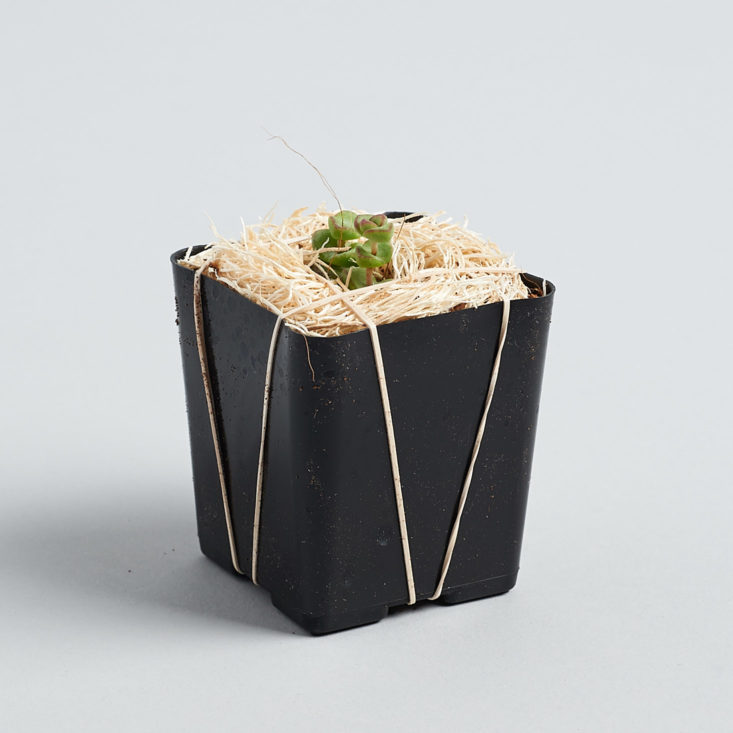 Succulent Studios tiny plant in packaging