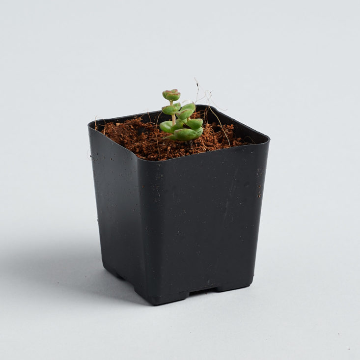 Succulent Studios sprout