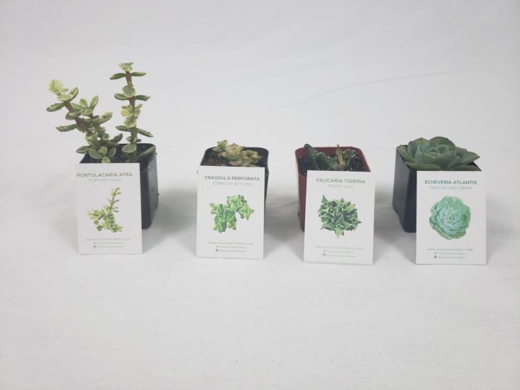 Succulents November 2018 - All Products Unpacked Front