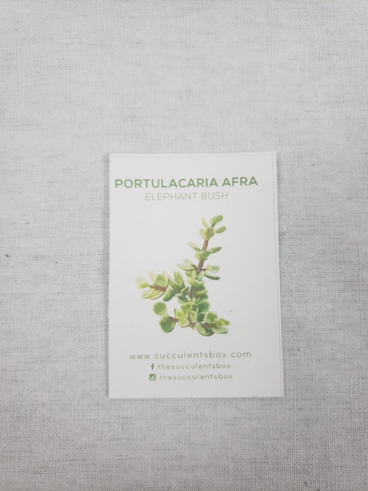 Succulents November 2018 - Portulacaria Afra Template