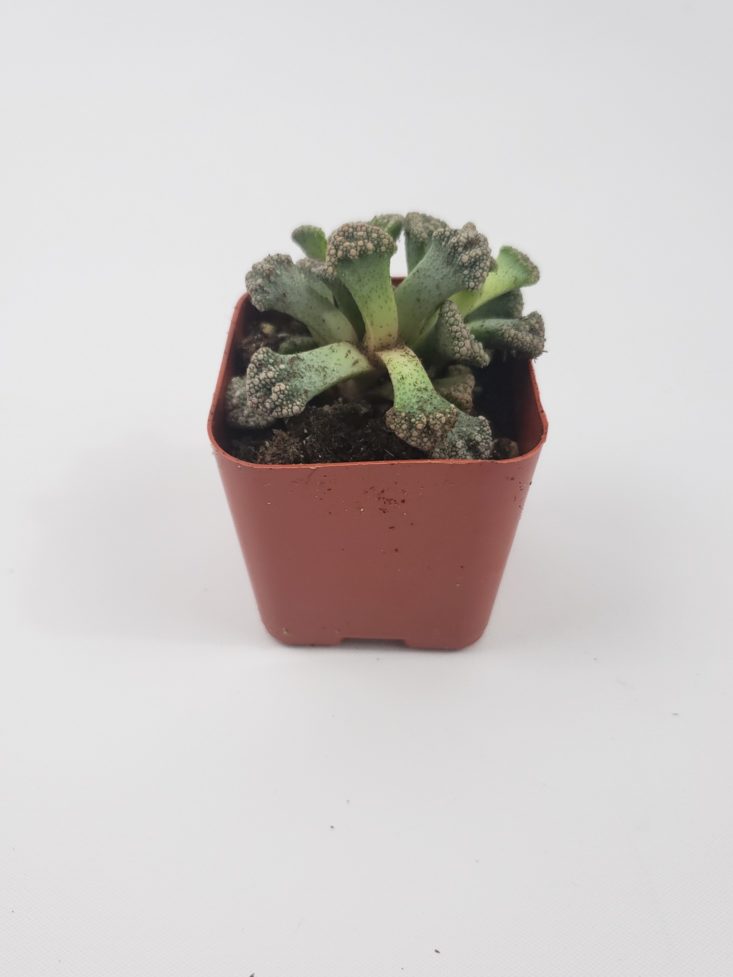 Succulents Box December 2018 - Concrete Leaf Front