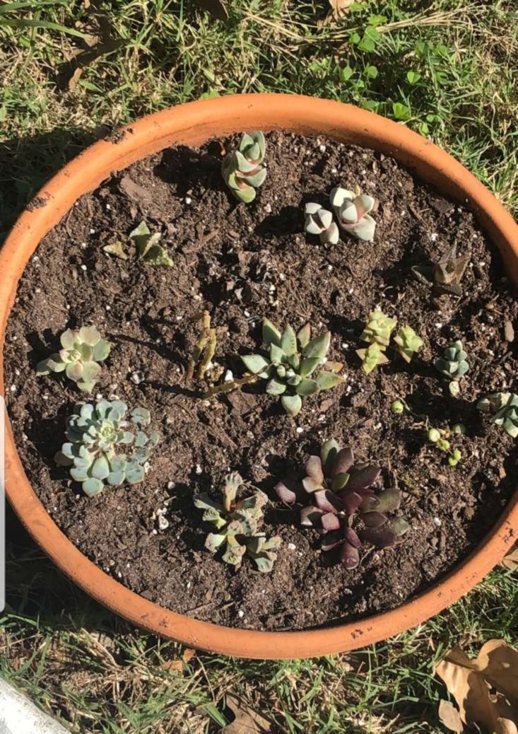 Succulents Box January 2019 - All Plants Top