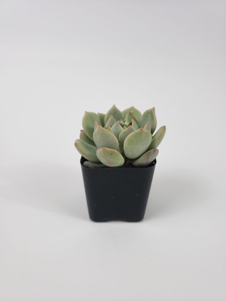 Succulents Box January 2019 - Plant Moonglow Front