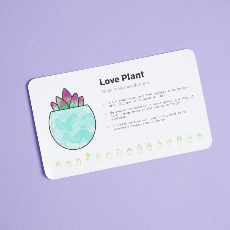 Succulent Studio February 2019 love plant info