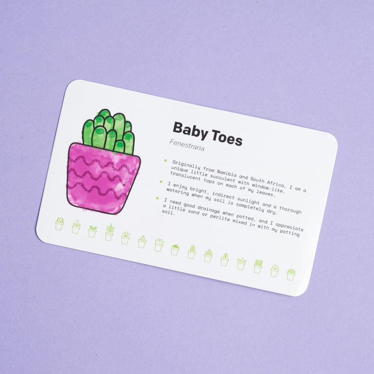 Succulent Studio February 2019 baby plant card