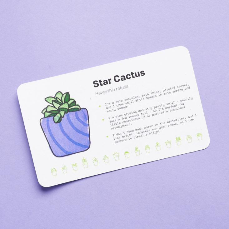 Succulent Studios January star cactus card