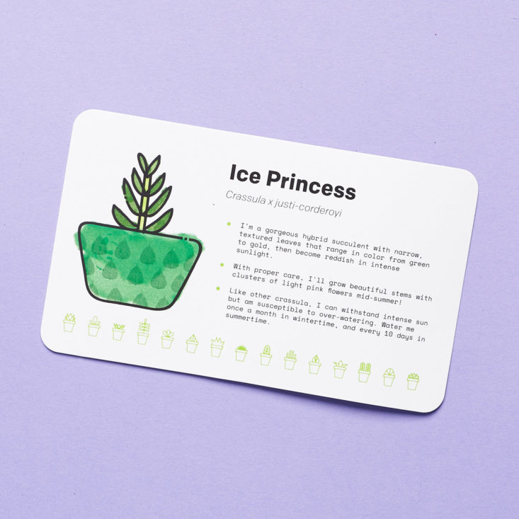 Succulent Studios January ice princess card