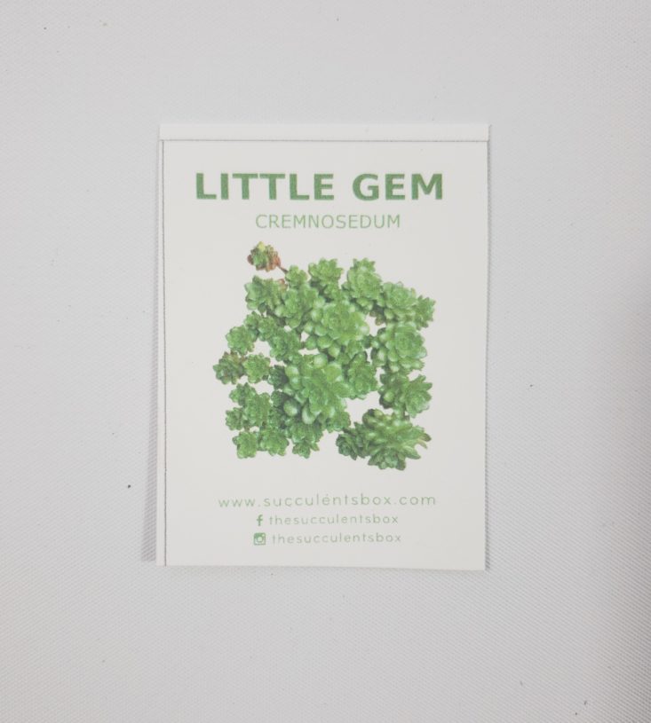 Succulents Box February 2019 - Little Gem Cremnosedum Info
