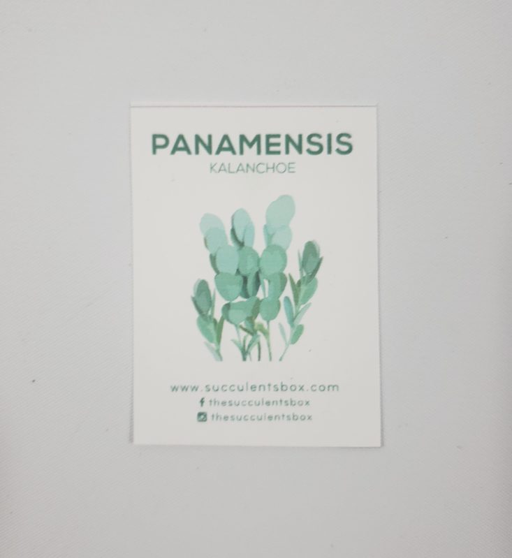 Succulents Box February 2019 - Panamemsis Kalanchoe Info