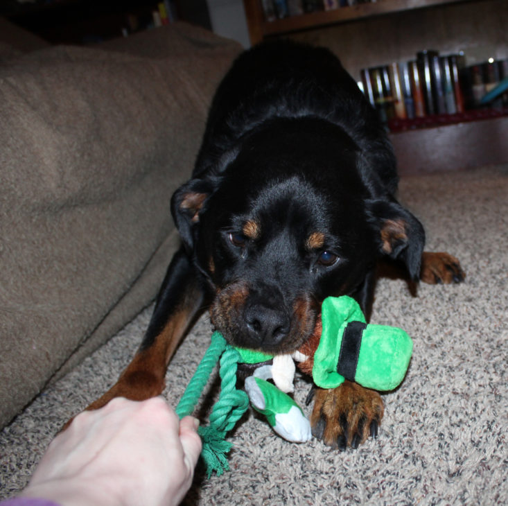 Rescue Box February 2019 - Nyx With Cash and Coop Leprechaun Rope Toy Front 1