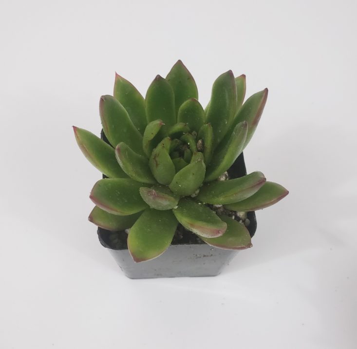 Succulents Box March 2019 - Agavoides Christmas “Echeveria” 1 Top