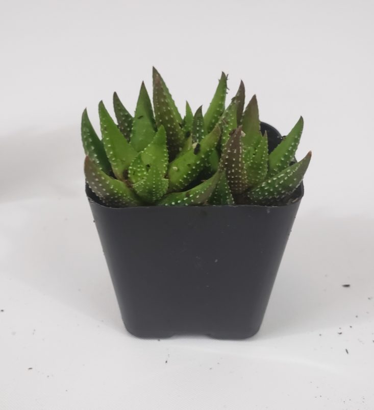 Succulents Box March 2019 - Haworthia Reinwardtii “African Pearls” 1 Front