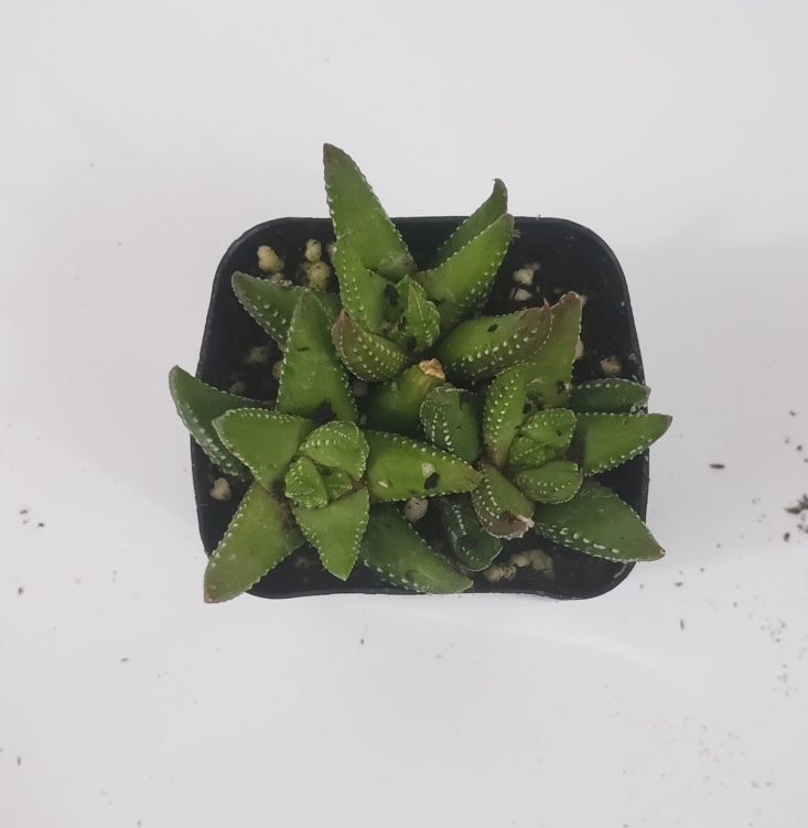 Succulents Box March 2019 - Haworthia Reinwardtii “African Pearls” 2 Top