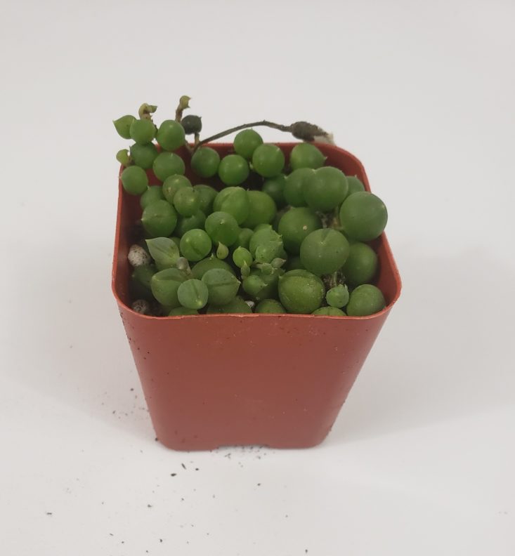 Succulents Box March 2019 - Senecio Rowleyanus “String of Pearls” 1 Front