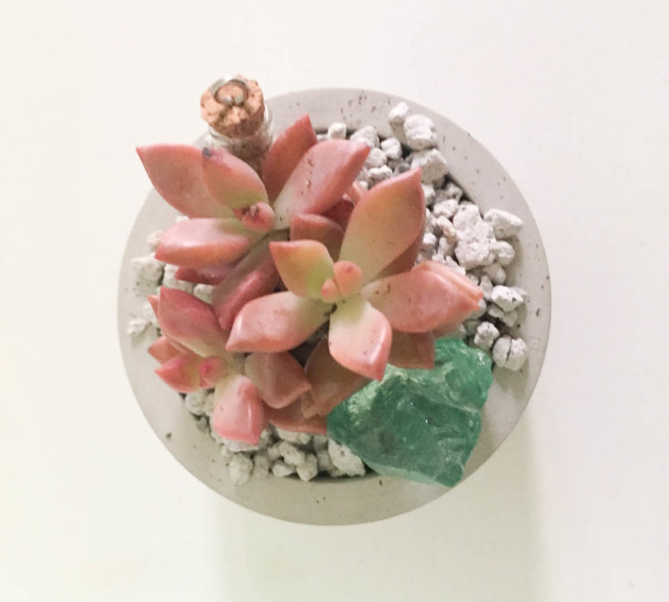 California Found Subscription Box Review April 2019 - DIY Meditative Terrarium by In Succulent Love 6 Top